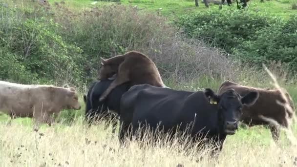 Skupinové Krávy Vnitrozemí Austrálie — Stock video