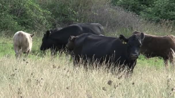 Agrupar Vacas Interior Australia — Vídeo de stock