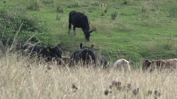 Agrupar Vacas Interior Australia — Vídeo de stock