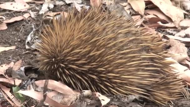 Ekidna Poszukuje Pożywienia Wyspie Kangaroo Australia — Wideo stockowe