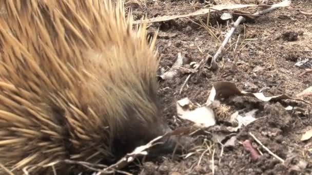 Эчидна Ищет Еду Острове Кенгуру Австралия — стоковое видео
