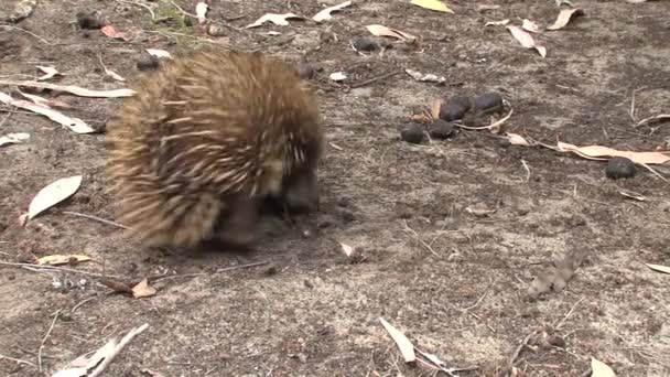 Ekidna Poszukuje Pożywienia Wyspie Kangaroo Australia — Wideo stockowe