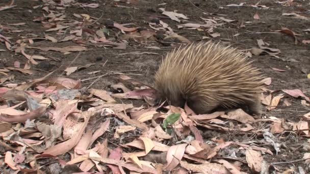 Echidna Alla Ricerca Cibo Presso Isola Dei Canguri Australia — Video Stock