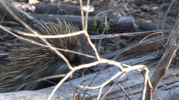 Echidna Alla Ricerca Cibo Presso Isola Dei Canguri Australia — Video Stock