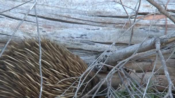 Echidna Alla Ricerca Cibo Presso Isola Dei Canguri Australia — Video Stock