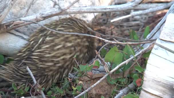 Echidna Alla Ricerca Cibo Presso Isola Dei Canguri Australia — Video Stock