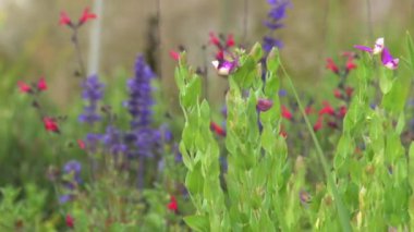 Avustralya bitkileri, Dandenong sıraları, Avustralya