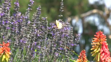 Avustralya 'nın Dandenong Sıradağları' nda çiçeklerin üzerindeki kelebek.