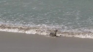 Avustralya, Kanguru Adası 'ndaki sahilde mevsimler