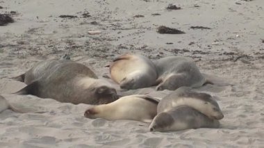 Avustralya, Kanguru Adası 'ndaki sahilde mevsimler