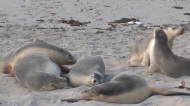Avustralya, Kanguru Adası 'ndaki sahilde mevsimler