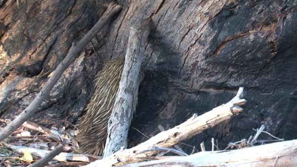 Echidna Avustralya Daki Kanguru Adası Nda Yiyecek Arıyor — Stok video