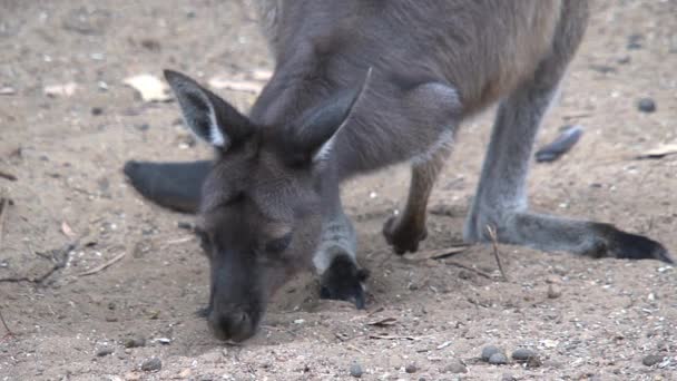 Kanguru Adası Avustralya Kangurular — Stok video