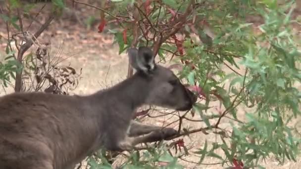 Kangoeroes Kangaroo Eiland Australië — Stockvideo