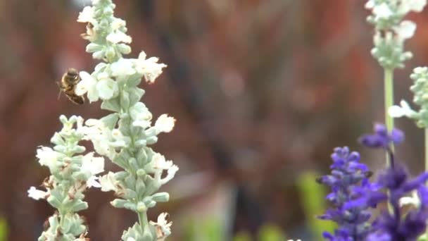 Dandenong Avustralya Daki Bitki Eşekarıları — Stok video