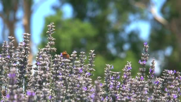 Borboleta Flores Dandenong Ranges Austrália — Vídeo de Stock