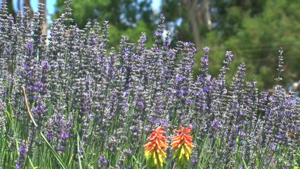 Çiçeklerdeki Kelebek Dandenong Sıradağları Avustralya — Stok video