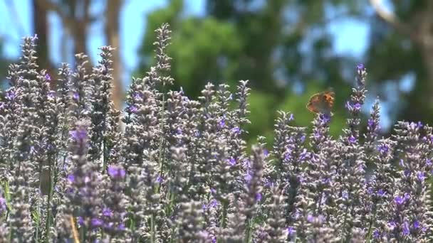 Πεταλούδα Στα Λουλούδια Στις Σειρές Dandenong Αυστραλία — Αρχείο Βίντεο