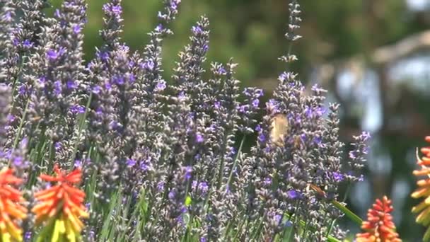 Avustralya Nın Dandenong Sıradağları Nda Çiçeklerin Üzerindeki Kelebek — Stok video
