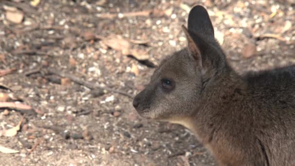 Kangaroo Island Australië Zwarte Zwanen Die Samen Wandelen — Stockvideo