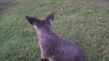 Avustralya 'da Kanguru / Wallaby