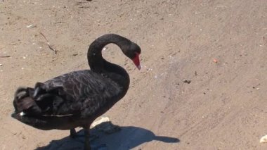 Kanguru Adası (Avustralya), siyah kuğular birlikte yürüyor