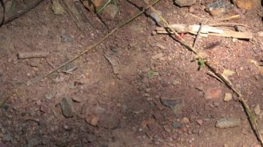 Avustralya 'nın taşrasındaki karıncalar