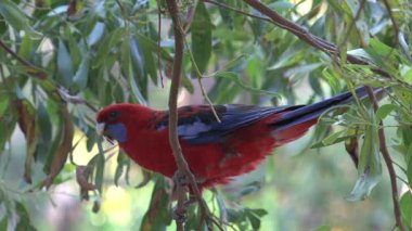 Avustralya 'daki Kanguru adasında renkli bir kuş.