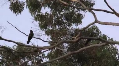 Avustralya 'daki Kanguru Adası' nda siyah kaktüs.