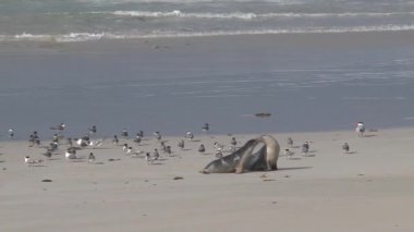 Avustralya, Kanguru Adası 'ndaki sahilde mevsimler