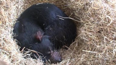 Tazmanya, Avustralya 'daki Tazmanya Canavarı