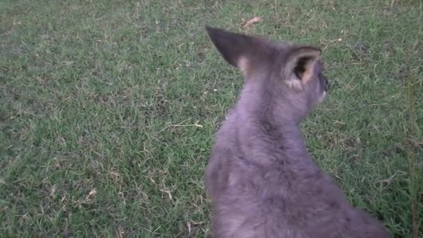 Avustralya Kanguru Wallaby — Stok video