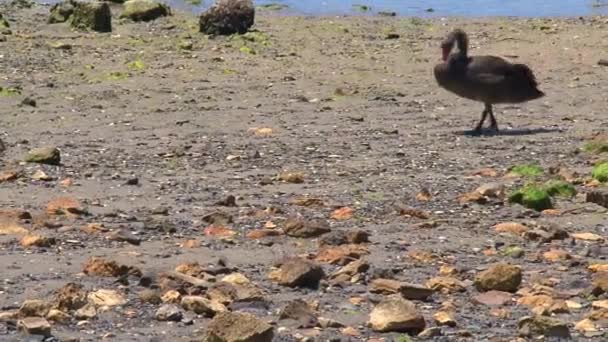 カンガルー島 オーストラリア 黒白鳥が一緒に歩いている — ストック動画