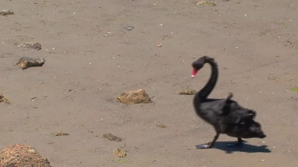 Isla Canguro Australia Cisnes Negros Caminando Juntos — Vídeo de stock