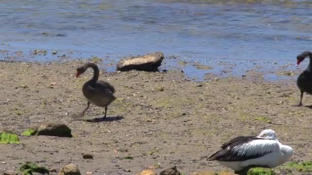 Kangaroo Island Australia Black Swans Walking Together — стоковое видео