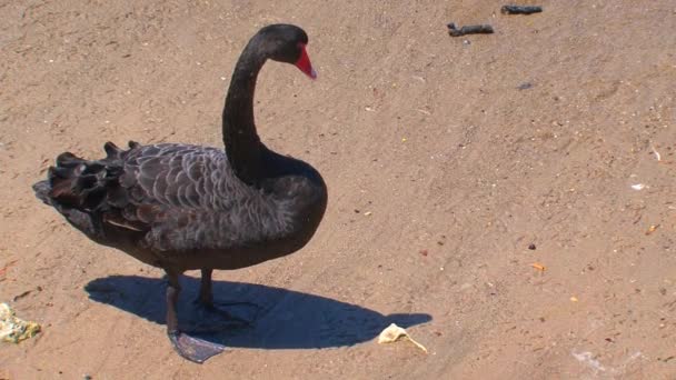 袋鼠岛 澳大利亚 黑天鹅一起行走 — 图库视频影像