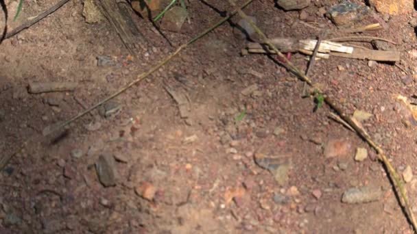 오스트레일리아 오지에 개미들 — 비디오