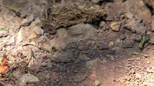 Ants Outback Australia — Stock Video
