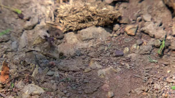 Formigas Outback Austrália — Vídeo de Stock