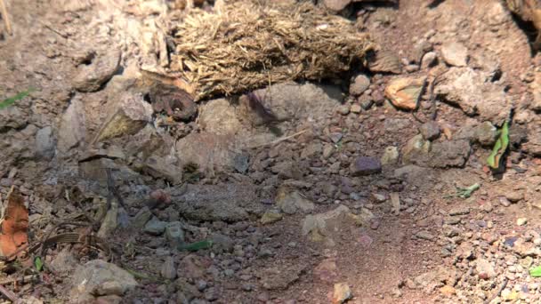 Avustralya Nın Taşrasındaki Karıncalar — Stok video