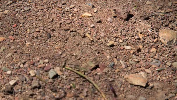 Myror Utkanten Australien — Stockvideo