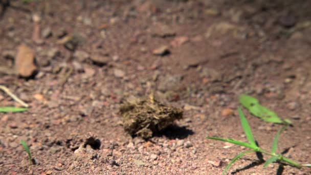 Formigas Outback Austrália — Vídeo de Stock