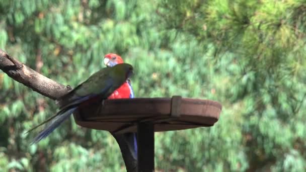 Bunter Vogel Auf Der Känguru Insel Australien — Stockvideo