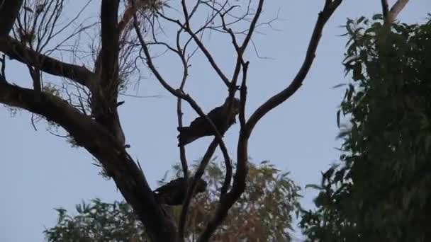 Cacatu Noir Sur Île Kangourou Australie — Video