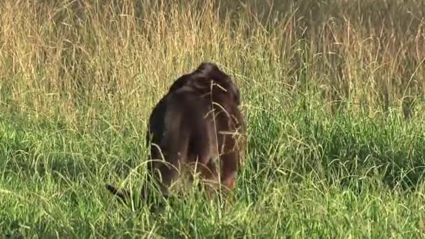 Vache avec petit oiseau dans l'Outback de l'Australie