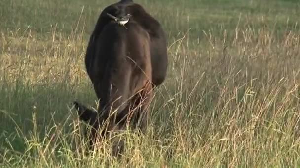 Cow Little Bird Outback Australia — Stock Video