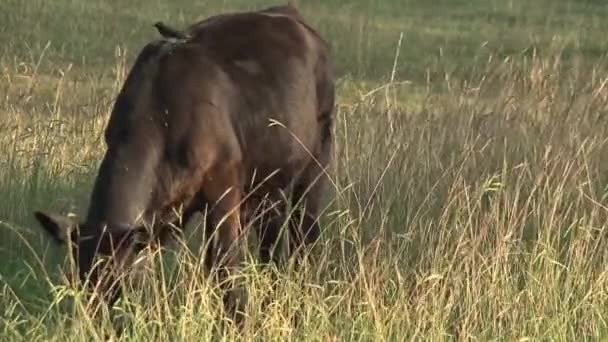 Vache avec petit oiseau dans l'Outback de l'Australie