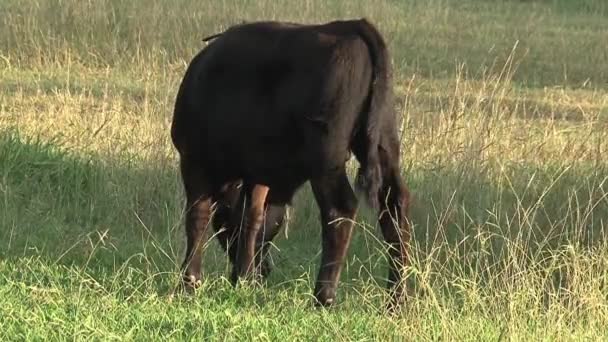 Cow Little Bird Outback Australia — Stock Video