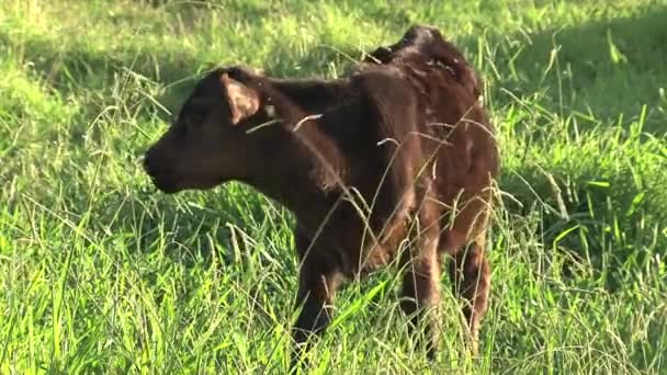 Корова Птичкой Окраине Австралии — стоковое видео