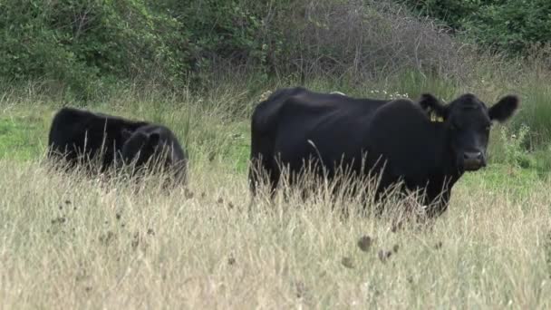 Duas Vacas Outback Austrália — Vídeo de Stock